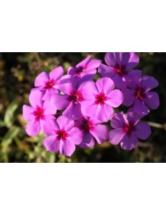 Edelrost Gartenstecker Phlox mit Blättern Ø 30 cm Höhe 145 cm  2