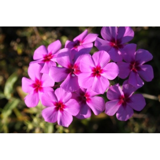 Edelrost Gartenstecker Phlox mit Blättern Ø 30 cm Höhe 145 cm 