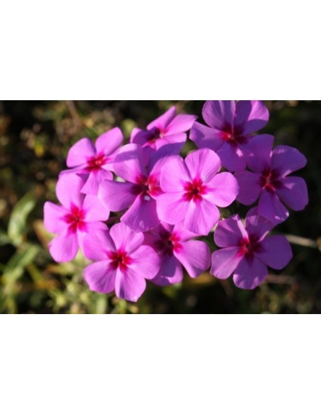 Edelrost Gartenstecker Phlox mit Blättern Ø 30 cm Höhe 145 cm 