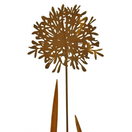 Agapanthus Detailaufname oben