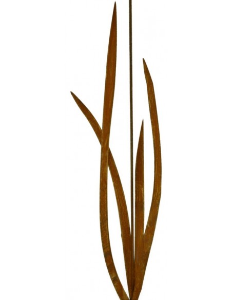 Agapanthus Detailaufname unten