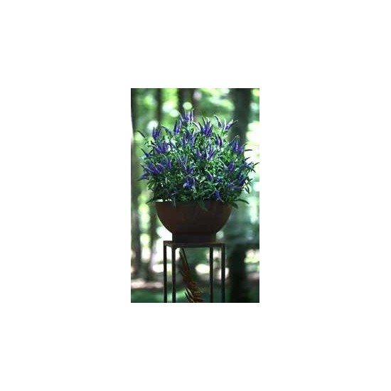 Pflanzschale halbrund mit Lavendel bepflanzen