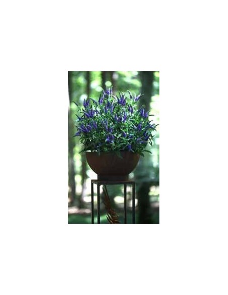 Pflanzschale halbrund mit Lavendel bepflanzen Pflanzschale halbrund mit Lavendel bepflanzen