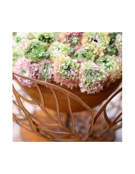 Hortensien-Halbkugel 40 cm Ø - mit dichter Innenschale Ø 25 cm Rostdeko  rostig Rostschale Pflanzschale Dekoschale Hortensien-Halbkugel 40 cm Ø - mit dichter Innenschale Ø 25 cm Rostdeko  rostig Rostschale Pflanzschale Dekoschale