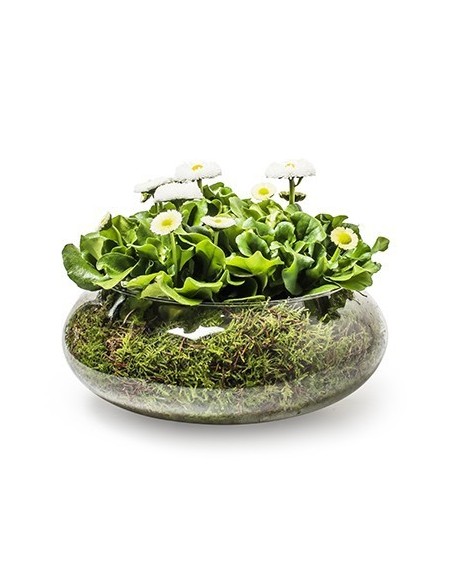 Glasvase Bowl "float"  Höhe 10 cm, Durchmesser 25 cm