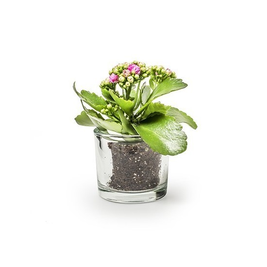 Glas Windlicht 9 x 8 cm 