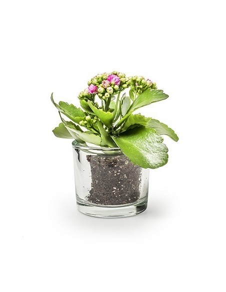 Glas Windlicht 9 x 8 cm 