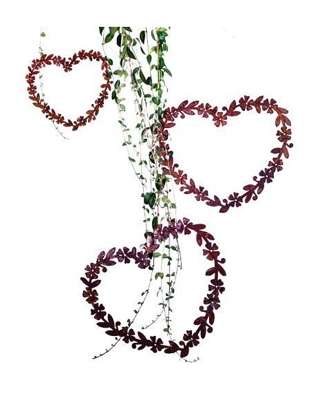 Edelrost Herz Immergrün, Durchmesser 30  cm Edelrost Herz Immergrün, Durchmesser 30  cm