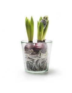 Eco Glastopf Laura mittel Höhe 13 cm