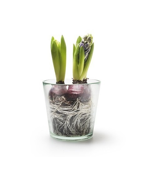 Eco Glastopf Laura mittel Höhe 13 cm