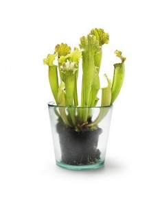 Eco Glastopf Laura groß Höhe 15 cm