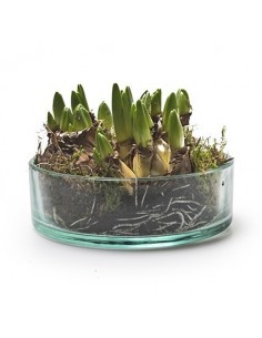 Eco Schale Sill klein Höhe 5 cm online kaufen