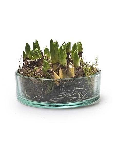  Eco Schale Sill klein Höhe 5 cm online kaufen