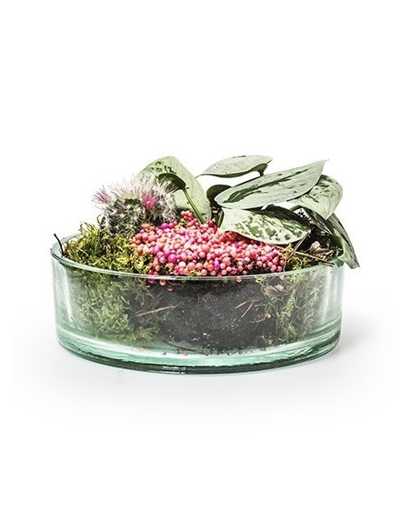  Eco Schale Sill klein Höhe 6 cm  