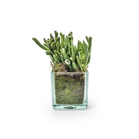  Eco Glaskasten Cube klein Höhe 8x8x8 cm  
