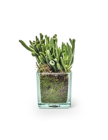  Eco Glaskasten Cube klein Höhe 8x8x8 cm  