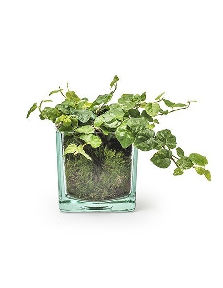  Eco Glaskasten Cube groß Höhe 10x10x10 cm  