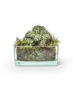 Eco Glasschale Tangle 12,5 x 12,5 cm 2