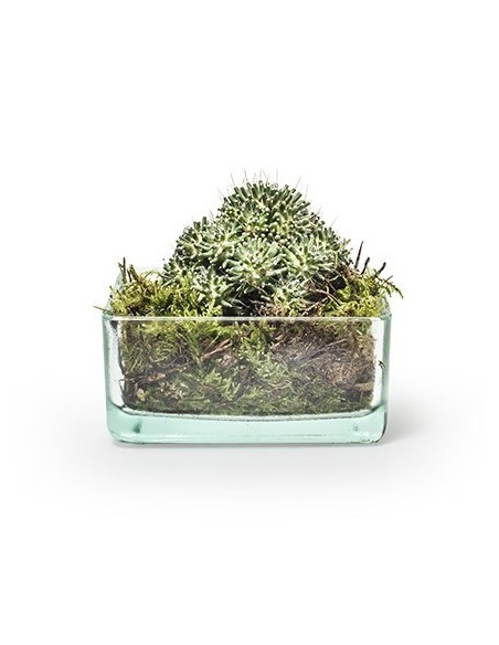  Eco Glasschale Tangle 12,5 x 12,5 cm