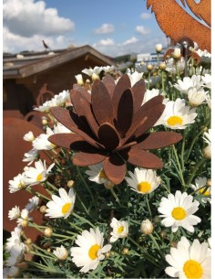 Chrysantheme Mini Gartenstecker bis 12 cm Ø 2
