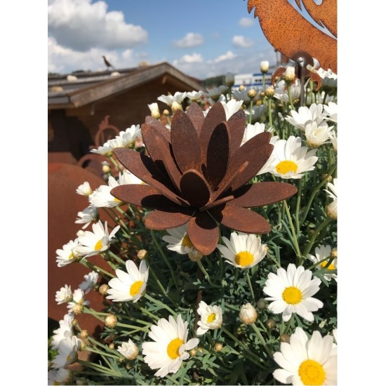 Chrysantheme Mini Gartenstecker bis 12 cm Ø 