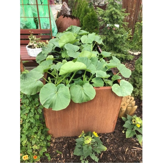 Hochbeet Metall aus Edelrost 200 cm lang ideal für Kürbisse Garten Hochbeet