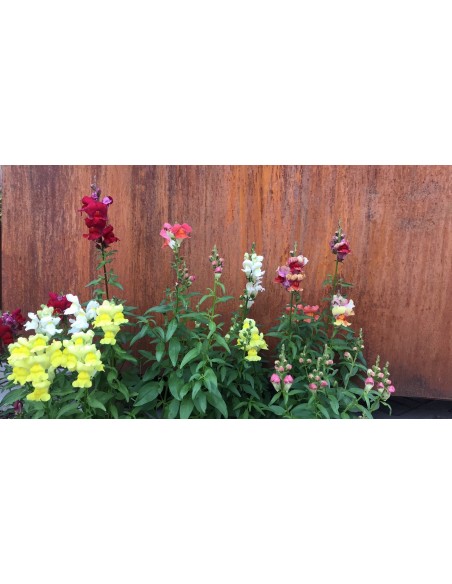 Hochbeet Metall aus Edelrost 200 cm lang ideal für Kürbisse Garten Hochbeet