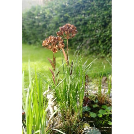 Edelrost Metallblume "DACIA" zum Stecken Höhe 104 cm