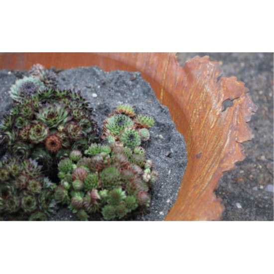 gedrückte Pflanzschale mit gerissenem Rand Schalen für Säulen oder Wohndeko Gartendeko zum Bepflanzen