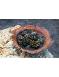 gedrückte Pflanzschale mit gerissenem Rand Ø 50 cm Schalen in besonderen Formen für den Garten und für Wohnungen