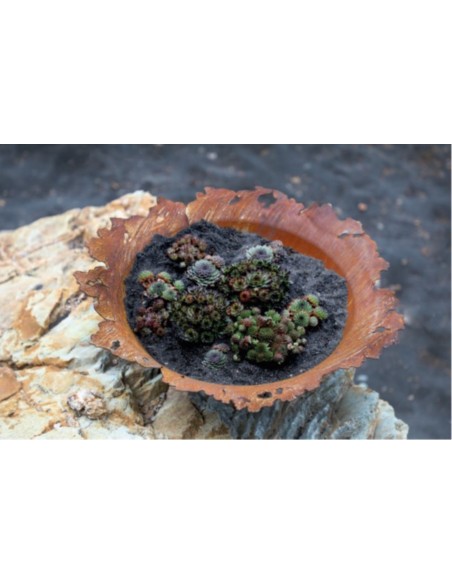 gedrückte Pflanzschale mit gerissenem Rand Ø 50 cm Schalen in besonderen Formen für den Garten und für Wohnungen