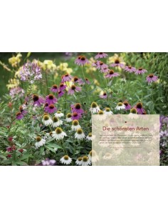 Knallbunte Beete Gartendeko Dekor Blumen farbenfroh  2