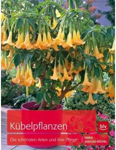 Kübelpflanzen - Die schönsten Arten und ihre Pflege Kübel Plfanzen Gartendeko Garten Balkondeko Terrassendeko 