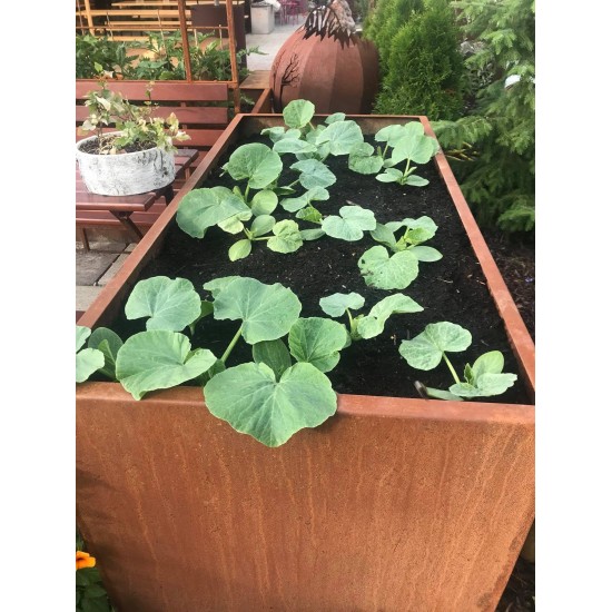 Hochbeet Metall aus Edelrost 200 cm lang ideal für Kürbisse Garten Hochbeet
