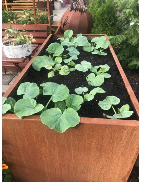 Hochbeet Metall aus Edelrost 200 cm lang ideal für Kürbisse Garten Hochbeet