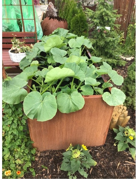 Hochbeet Metall aus Edelrost 200 cm lang ideal für Kürbisse Garten Hochbeet