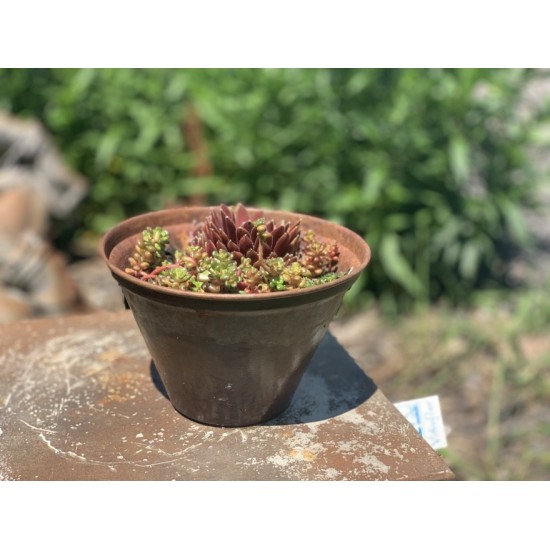 Metall Blumentopf Winterhart und Frostsicher mit Sukkulenten bepflanzt
