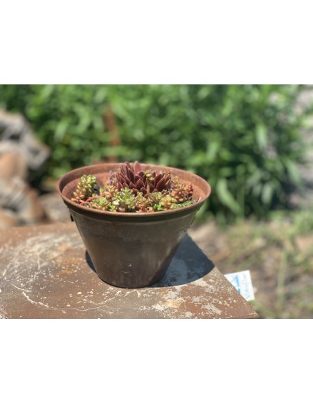 Metall Blumentopf Winterhart und Frostsicher mit Sukkulenten bepflanzt