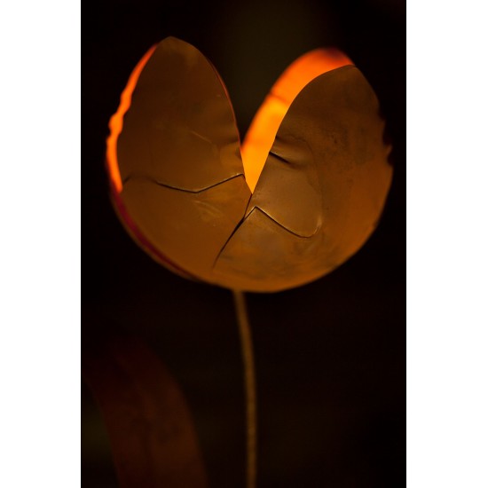 Edelrost Tulpe, zum Beleuchten geeignet.