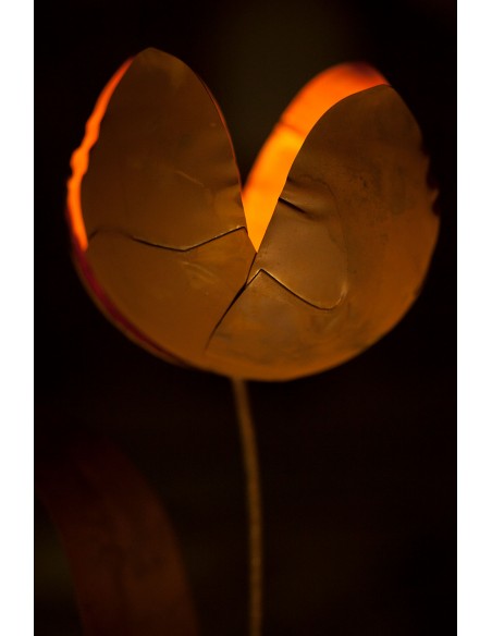 Edelrost Tulpe, zum Beleuchten geeignet.