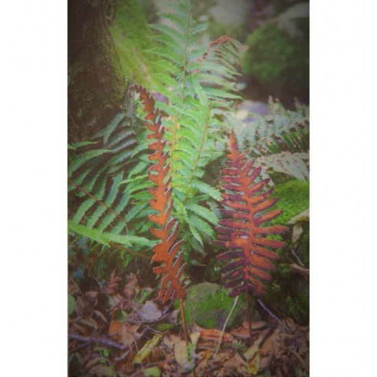 großer Farnstecker breiter, kurzer Stab Höhe 79 cm - Breite 34 cm