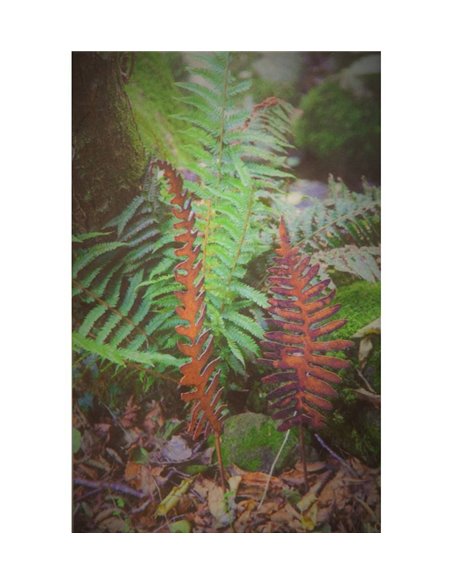 großer Farnstecker breiter, kurzer Stab Höhe 79 cm - Breite 34 cm