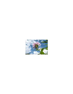 Edelrost Gartenstecker Phlox mit Blättern, Höhe 175 cm  2