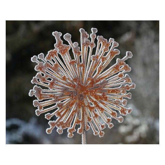 Blumenstecker Edelrost Blumenstecker Allium 40cm Durchmesser (flach) Gesamthöhe 160 cm Dekorativer Blumenstab Allium
Gesamtläng