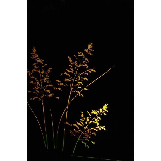 Sichtschutzwände und Paravents Gras Raumteiler 120 cm breit mit Ausschnitten auf beiden Seiten H 100 cm T 20 cm 
toller Raumtei