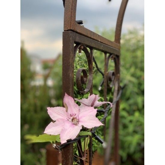 Rosenbogensystem Classic Rost Rosenbogen Classic Höhe 225 x Breite 100 cm Rost Rosenbogen Classic Höhe 225 x 100 cm