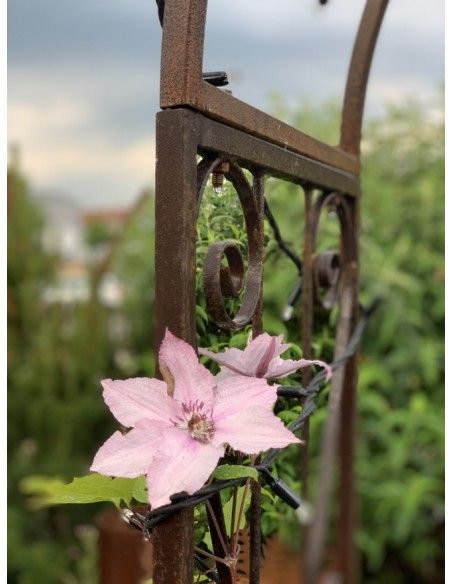 Rosenbogensystem Classic Rost Rosenbogen Classic Höhe 225 x Breite 100 cm Rost Rosenbogen Classic Höhe 225 x 100 cm