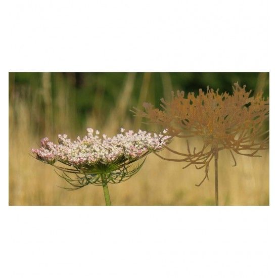 Blumenstecker Gartenstecker - Queen Anne´s Lace -  Wilde Möhre 50cm breit 
Edelrost Gartenstecker Blüte Queen Anne's Lace "Wild