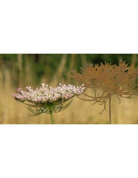 Blumenstecker Gartenstecker - Queen Anne´s Lace -  Wilde Möhre 50cm breit 
Edelrost Gartenstecker Blüte Queen Anne's Lace "Wild Blumenstecker Gartenstecker - Queen Anne´s Lace -  Wilde Möhre 50cm breit 
Edelrost Gartenstecker Blüte Queen Anne's Lace "Wild