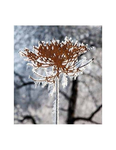 Blumenstecker Gartenstecker - Queen Anne´s Lace -  Wilde Möhre 50cm breit 
Edelrost Gartenstecker Blüte Queen Anne's Lace "Wild Blumenstecker Gartenstecker - Queen Anne´s Lace -  Wilde Möhre 50cm breit 
Edelrost Gartenstecker Blüte Queen Anne's Lace "Wild